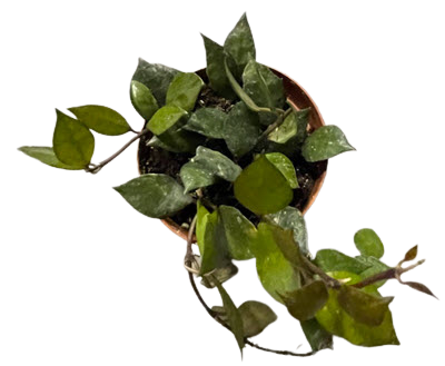 Krohniana Black